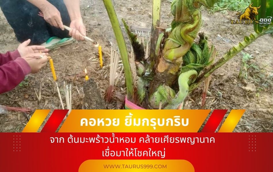 คอหวย ยิ้มกรุบกริบ! พบ "เลขเด็ด" จาก ต้นมะพร้าวน้ำหอม คล้ายเศียรพญานาค